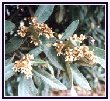 Loquat Flowers