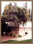 Young Loquat Tree