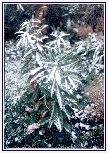 Loquat Trees with snow on leaves